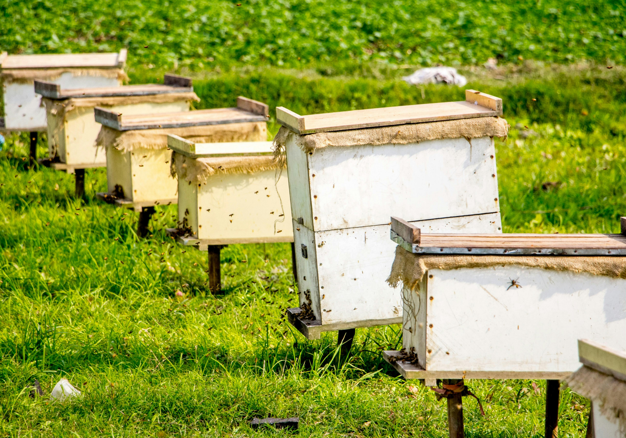 Joreen Honey Beehives in a row on a grassy field