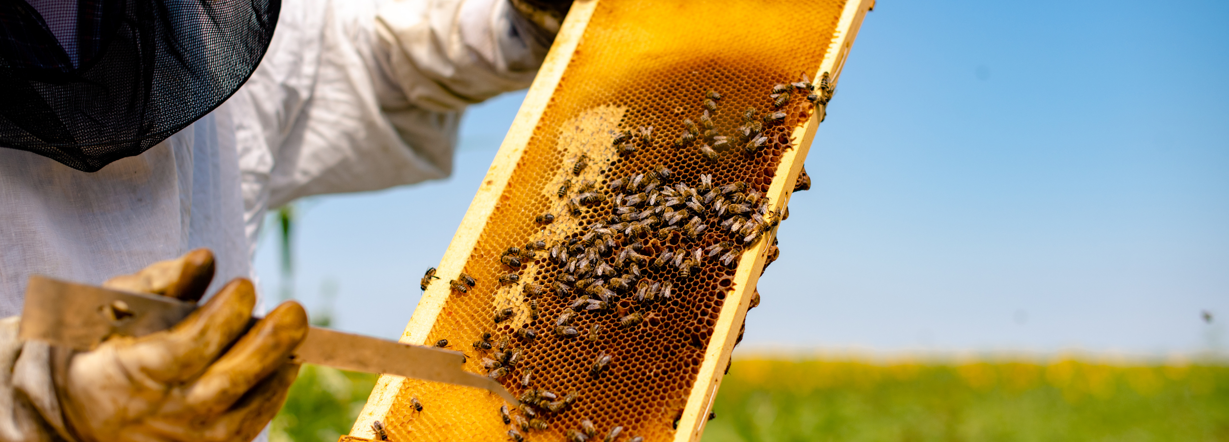 Person holding a honeycomb with bees against a clear blue sky | Joreen Honey